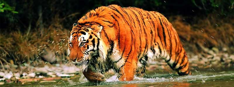 Tiger Sunderban.